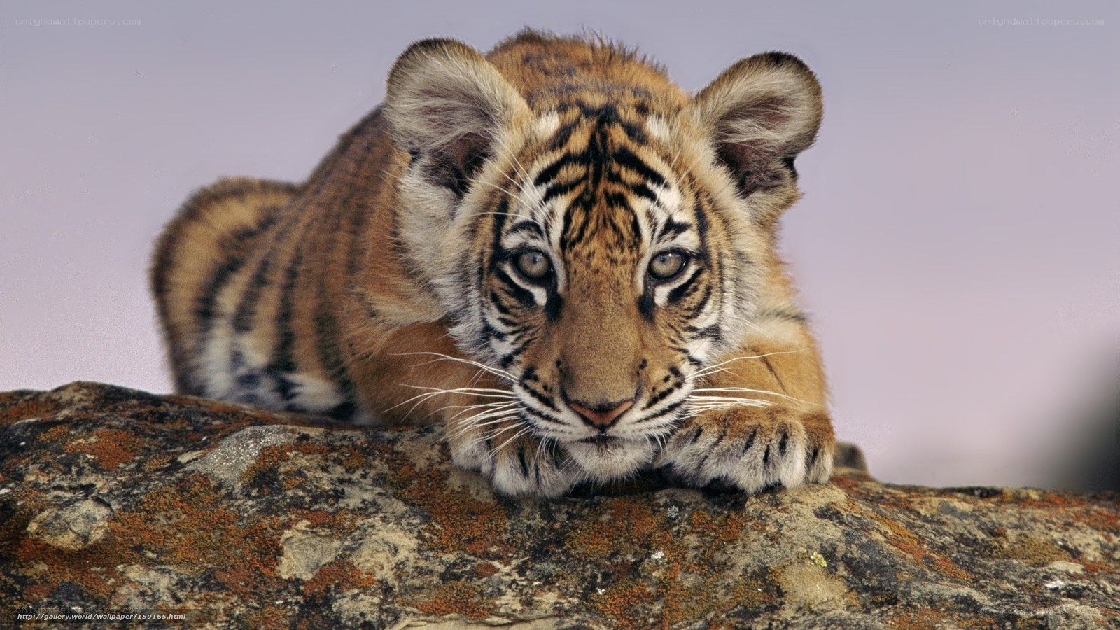 tiger cub on a rock