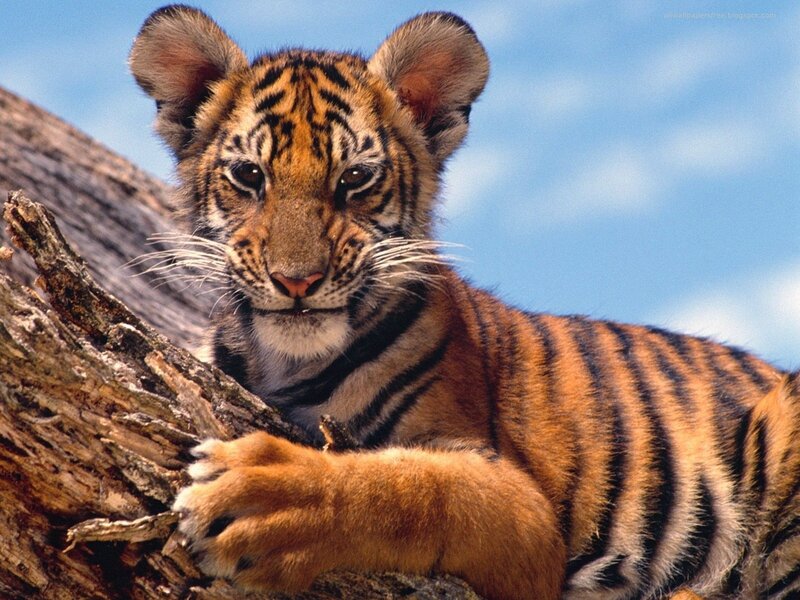 tiger cub on a tree branch
