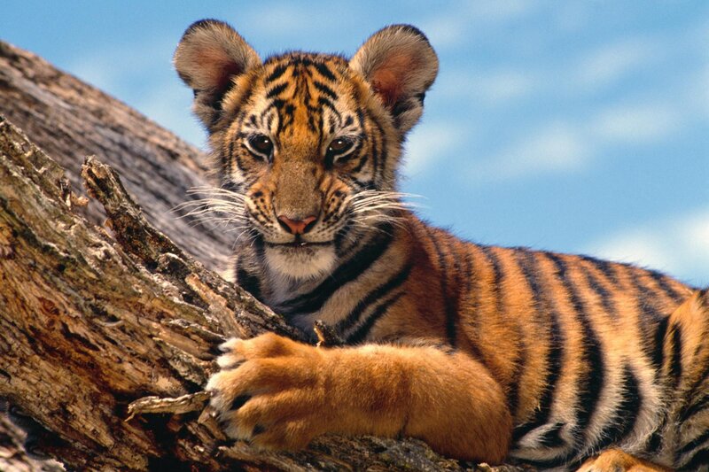 tiger cub on a tree branch