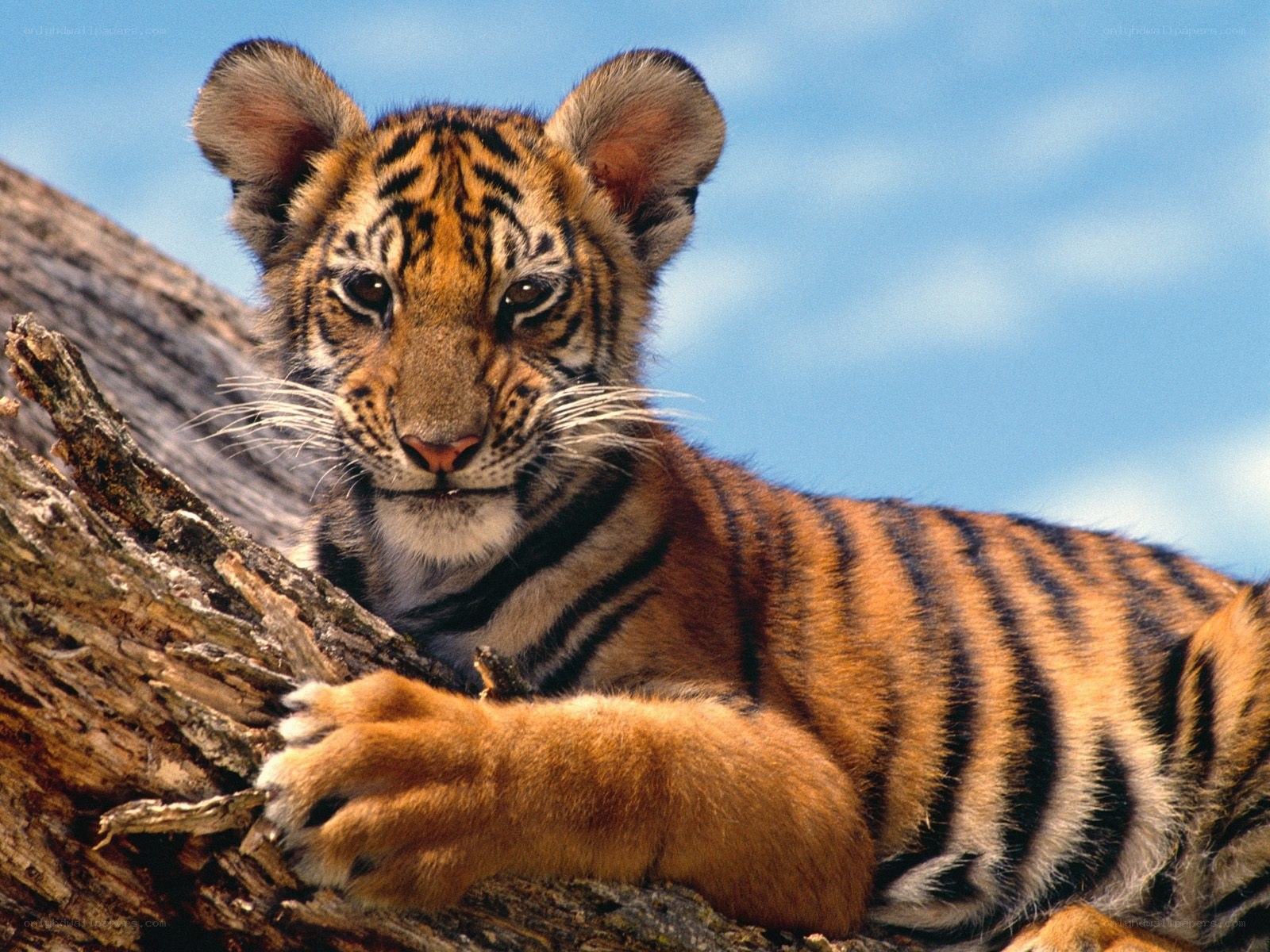 tiger cub on a tree branch
