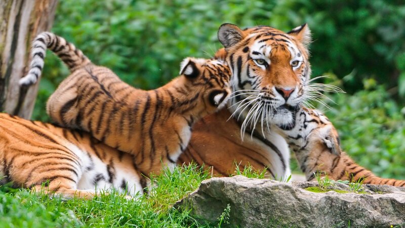 Tiger Cub on Adult Tiger — Orange