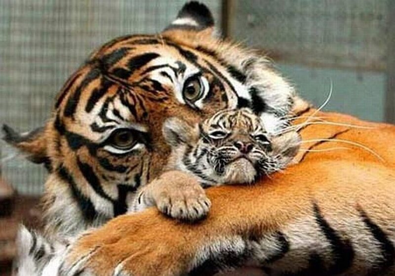 Tiger Cub on Adult Tiger
