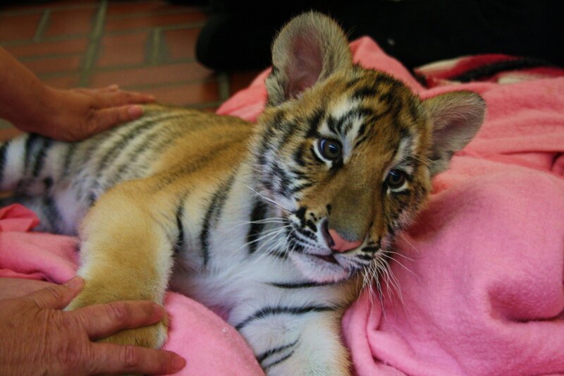 Tiger Cub on Blanket