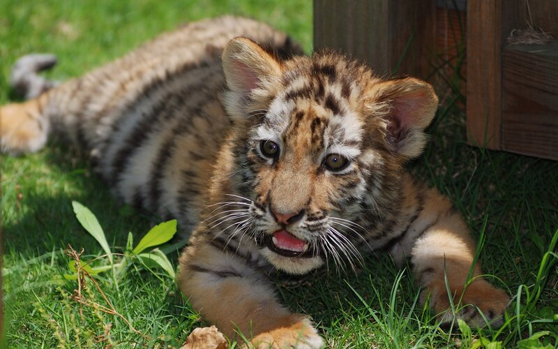 Tiger Cub on Grass — Green, Calm