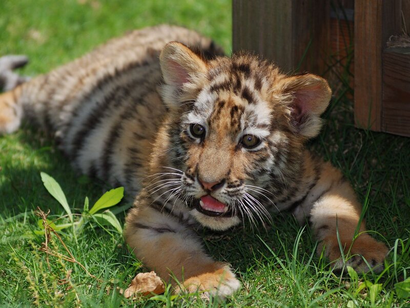Tiger Cub on Grass — Green