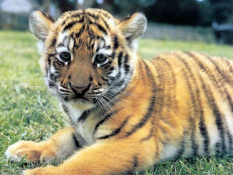 Tiger Cub on Grass — Orange, Calm