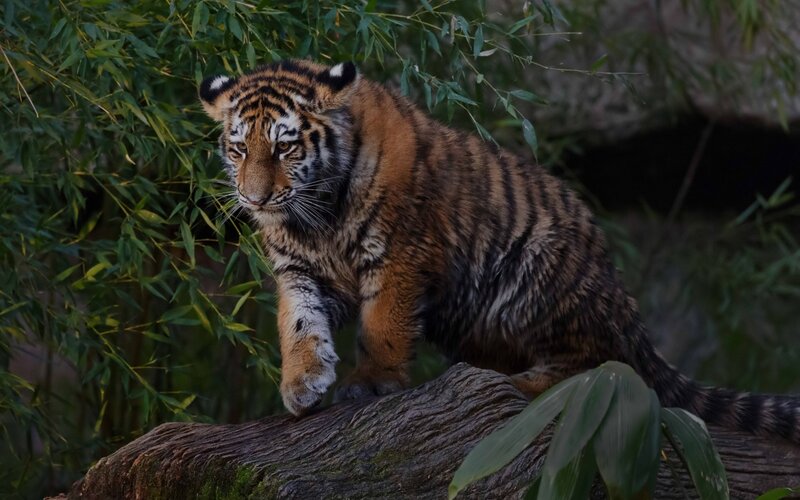 Tiger Cub on Log — Brown, Alert