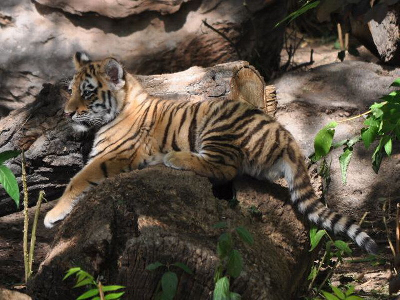 Tiger Cub on Log — Brown, Calm