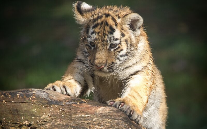 Tiger Cub on Log — Brown, Curious