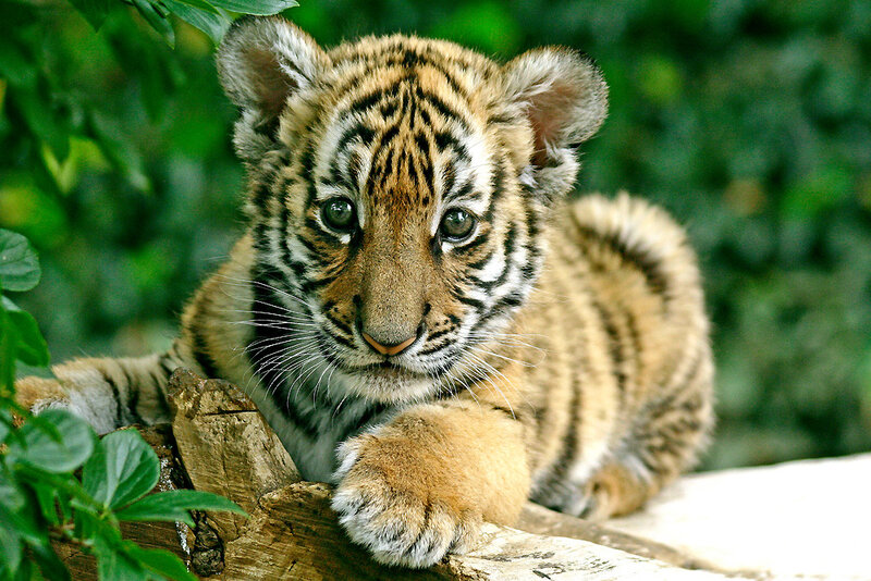 Tiger Cub on Log — Brown