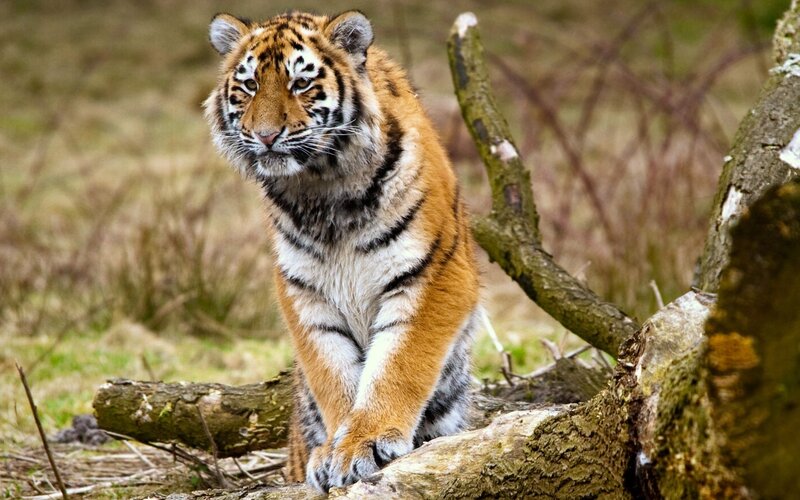 Tiger Cub on Log — Orange, Alert