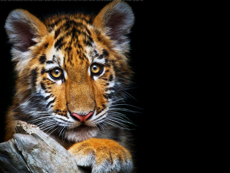 Tiger Cub on Log — Orange