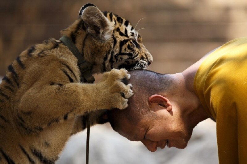 Tiger Cub on Man's Head