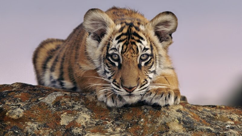 Tiger Cub on Rock — Brown, Calm