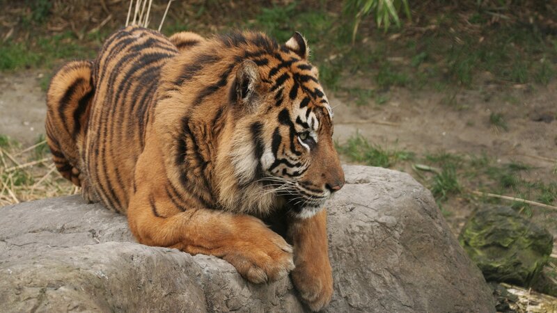 Tiger Cub on Rock — Orange, Calm, Photograph, Grass