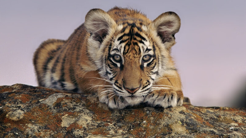 Tiger Cub on Rock — Orange, Calm, Photograph