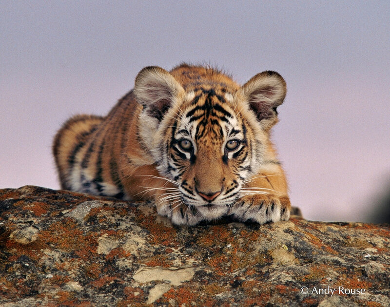 Tiger Cub on Rock — Orange, Calm, Sunset