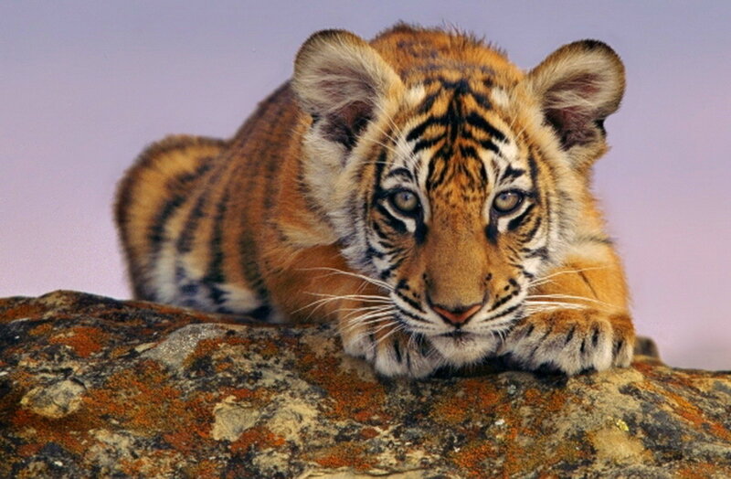 Tiger Cub on Rock — Orange, Calm