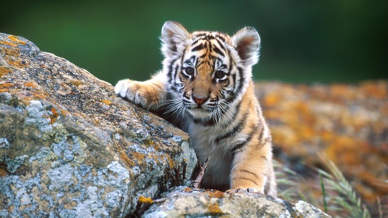 Tiger Cub on Rock — Orange, Curious, Afternoon, Photograph, Lichen