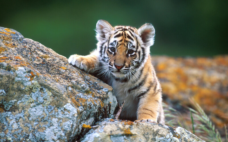 Tiger Cub on Rock — Orange, Curious, Afternoon