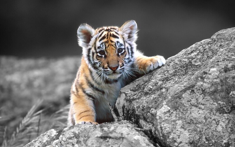Tiger Cub on Rock — Orange, Curious, Photograph, Grass