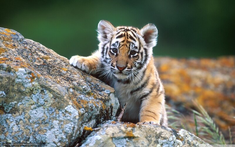 Tiger Cub on Rock — Orange, Curious, Photograph, Moss