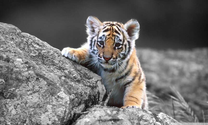 Tiger Cub on Rock — Orange, Curious, Photograph