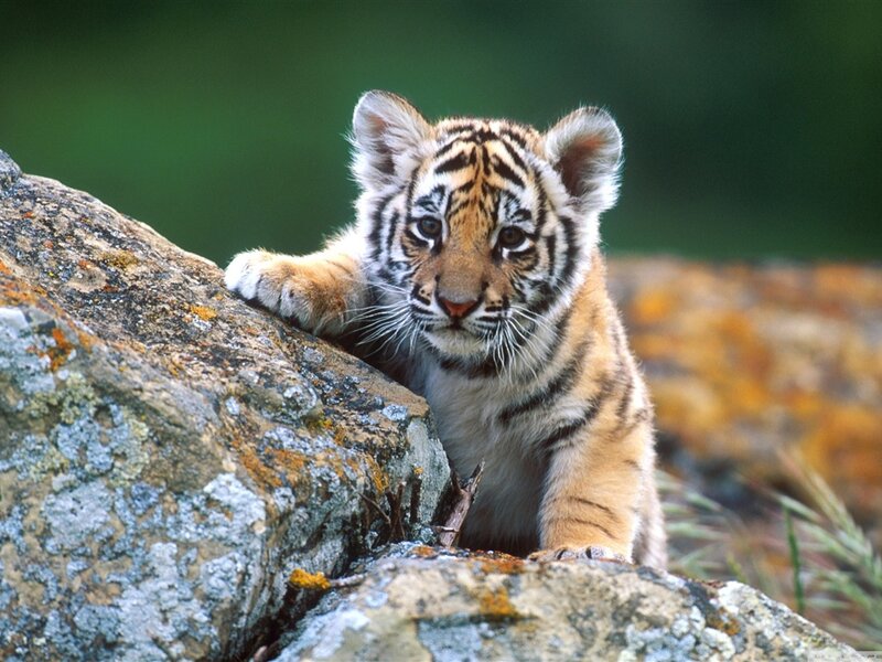 Tiger Cub on Rock — Orange, Curious