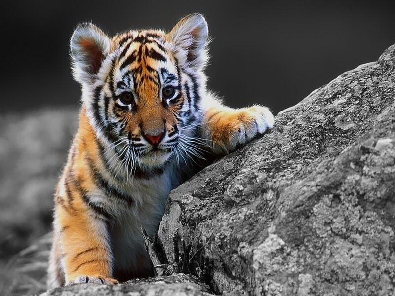 Tiger Cub on Rock — Orange, Dramatic, Photograph