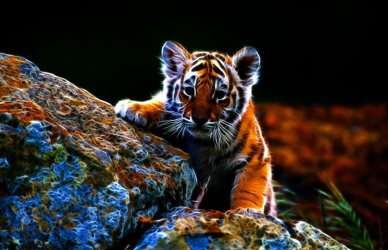 Tiger Cub on Rock — Orange, Dramatic