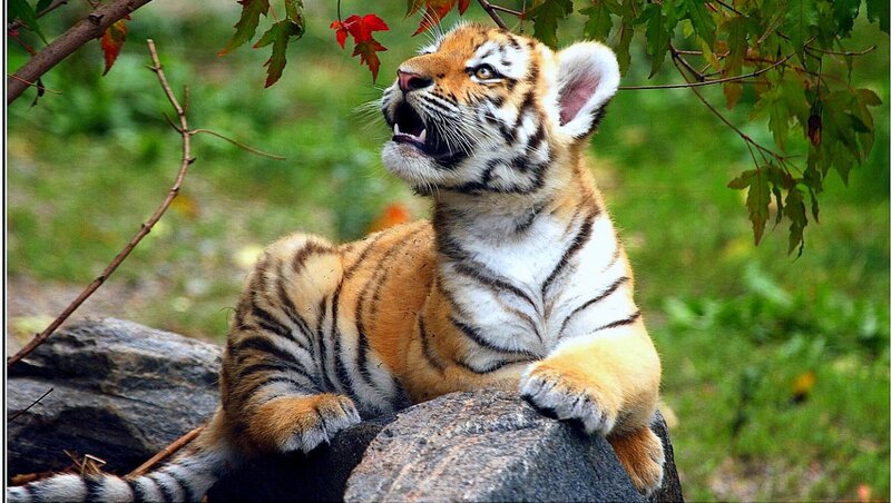 Tiger Cub on Rock — Orange, Natural