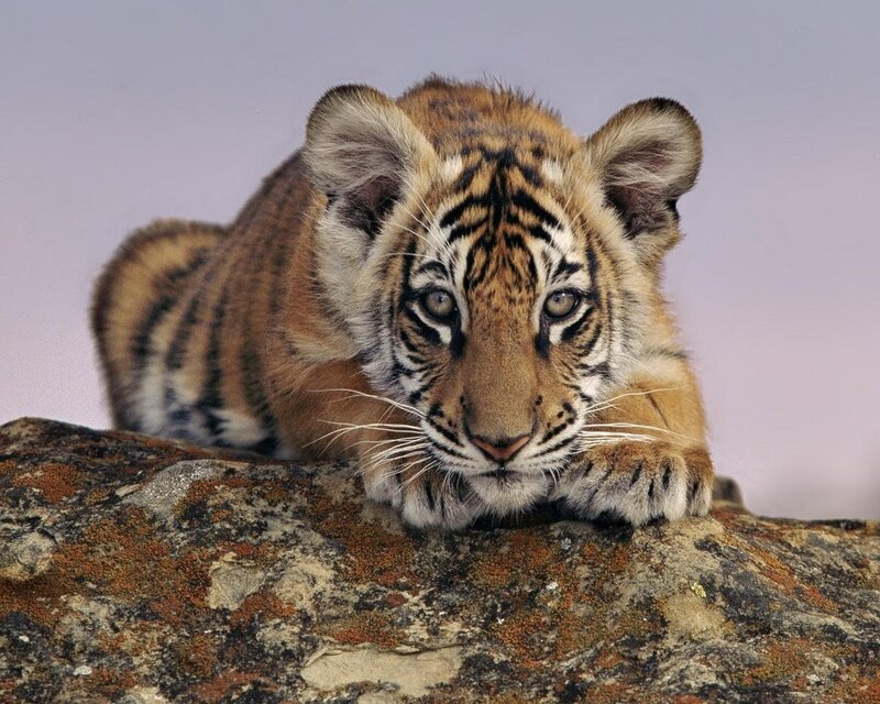 Tiger Cub on Rock — Orange