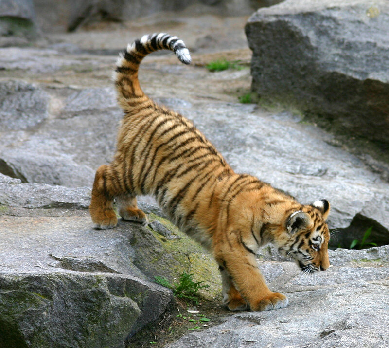tiger cub on rocks