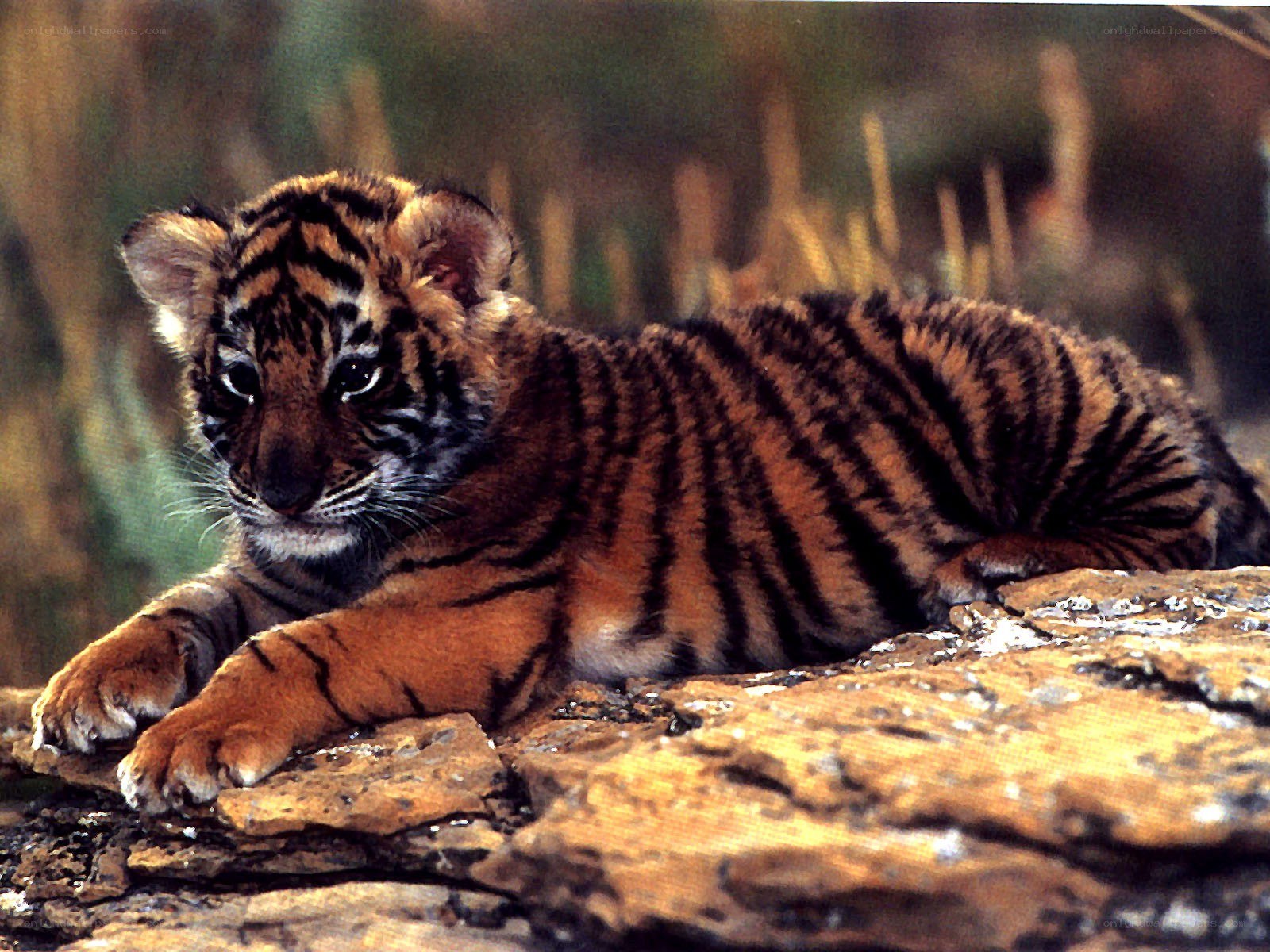 tiger cub on rocks