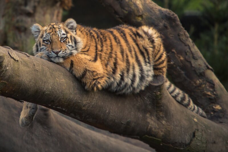 Tiger Cub on Tree Branch