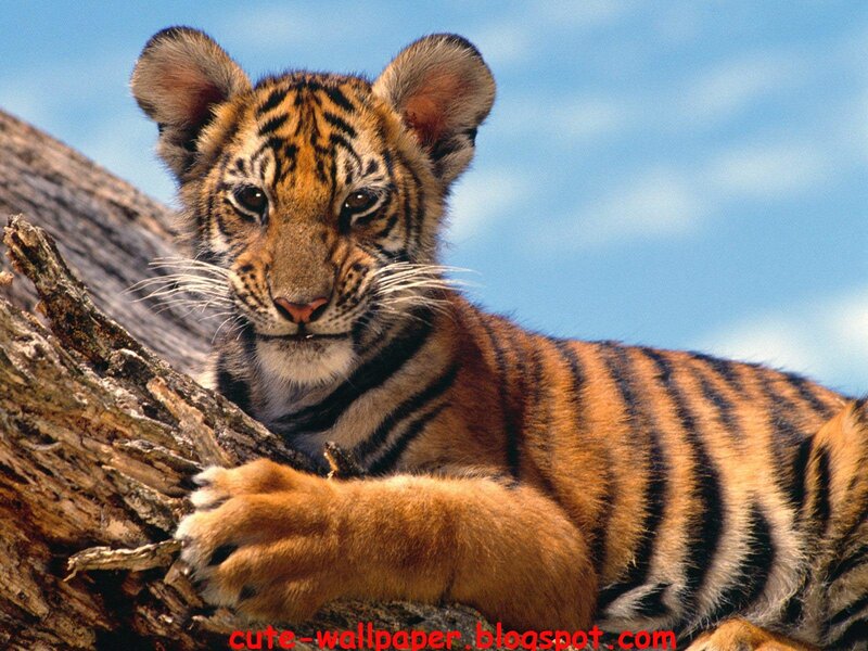Tiger Cub on Tree — Orange, Calm, Afternoon, Photograph