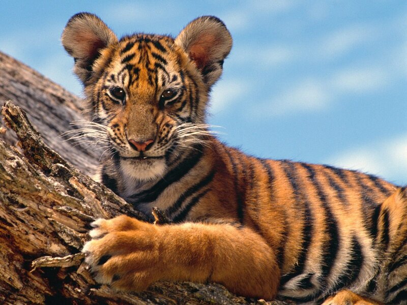 Tiger Cub on Tree