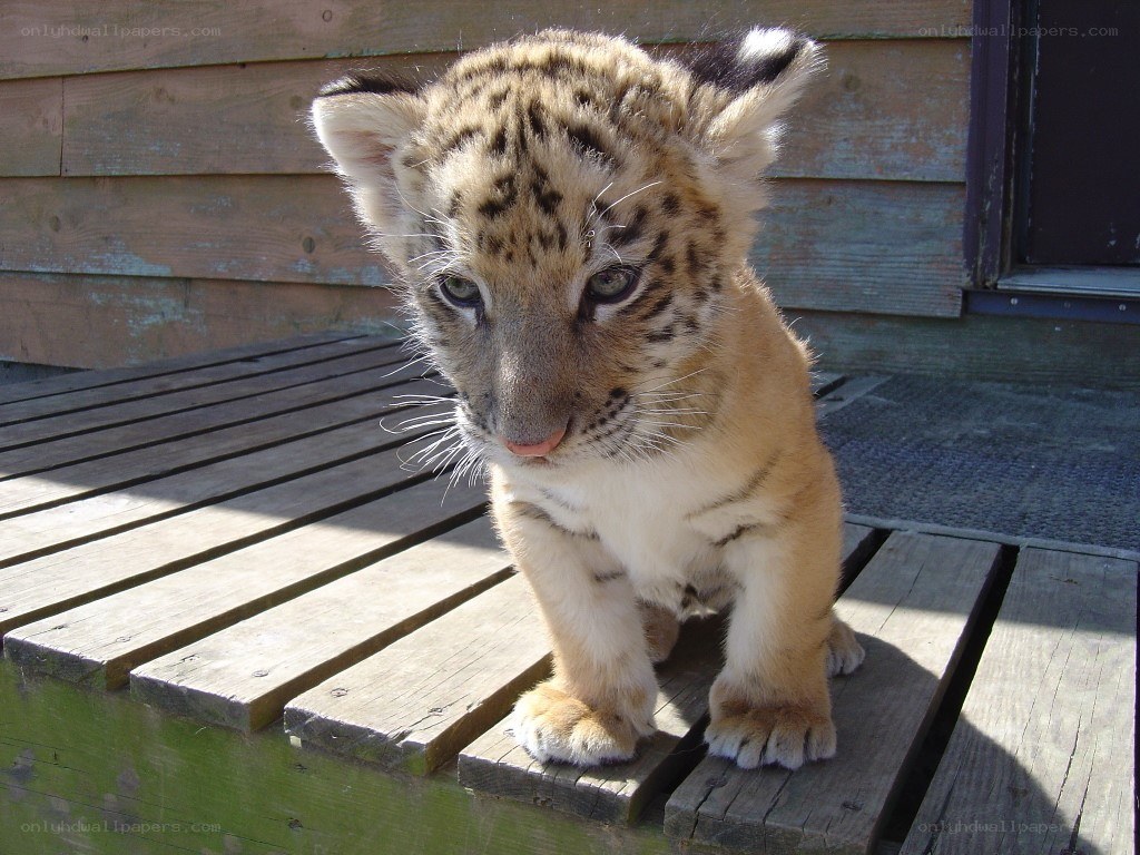 tiger cub on wooden deck