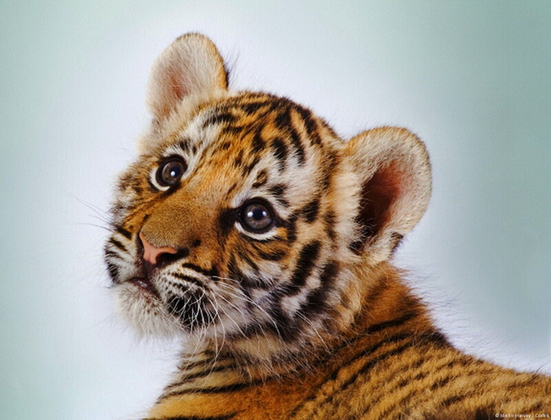Tiger Cub — Orange, Calm, Photograph