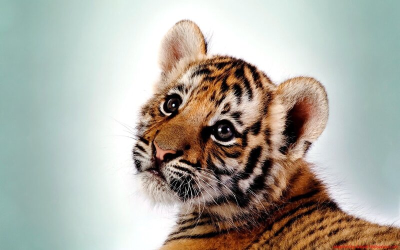 Tiger Cub — Orange, Curious, Photograph, Stripes