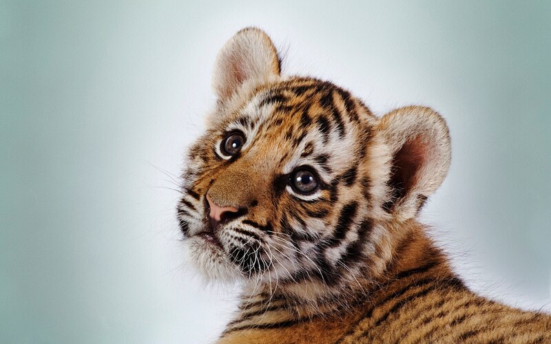 Tiger Cub — Orange, Curious, Photograph