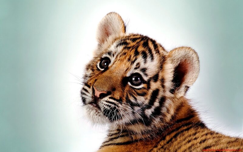 Tiger Cub — Orange, Innocent