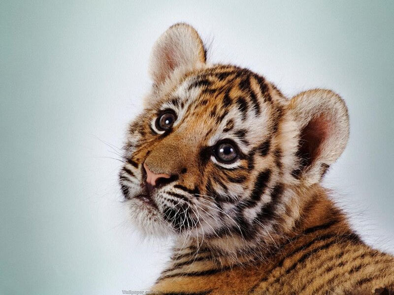 Tiger Cub — Orange