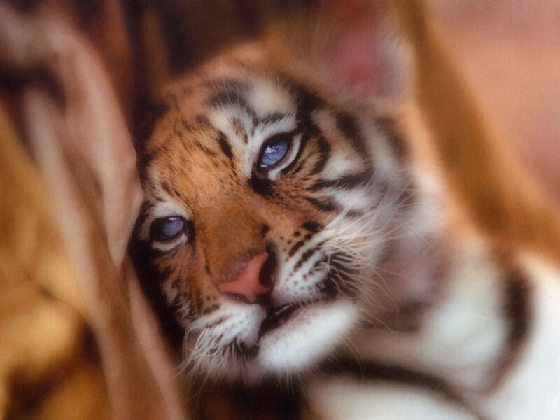 Tiger Cub Peeking — Orange
