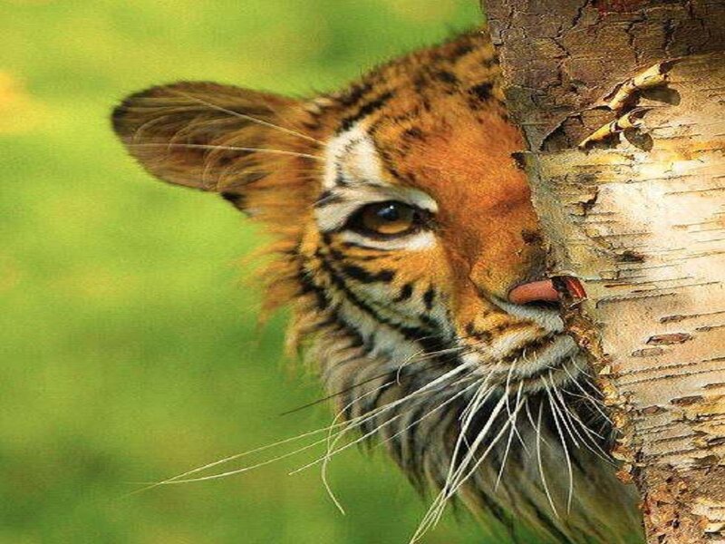 Tiger Cub Peeking