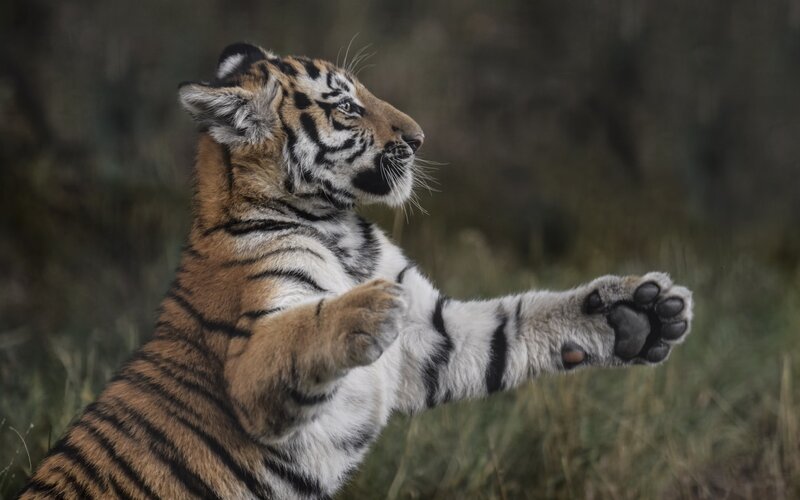 tiger cub playing in grass