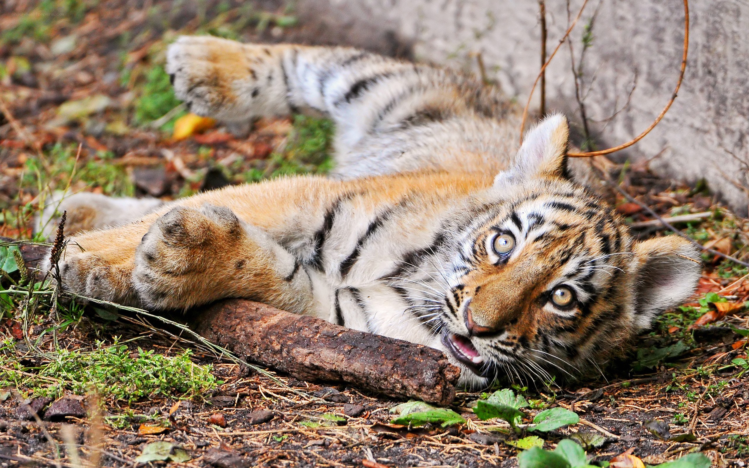tiger cub playing on the ground