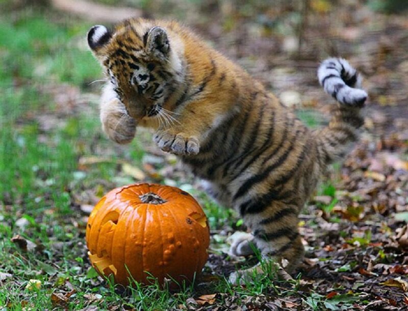 Tiger Cub Playing — Orange, Playful, Autumn