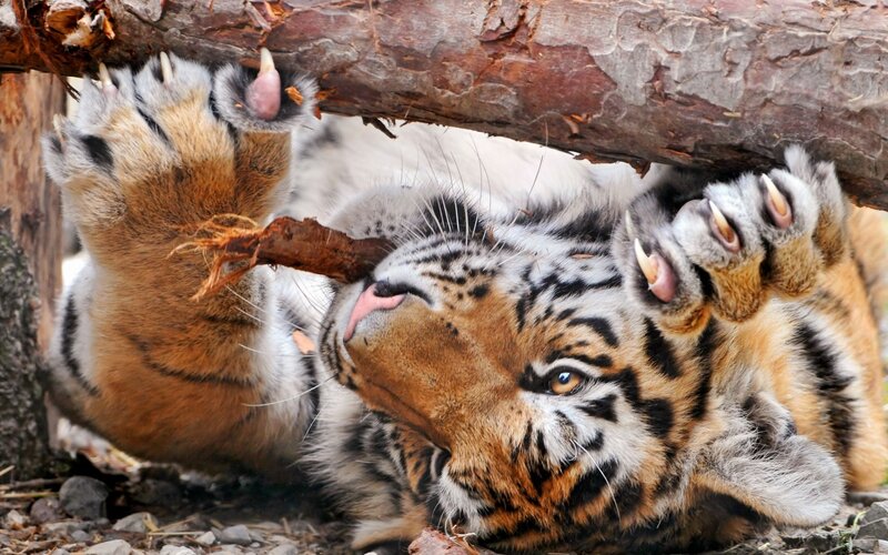 Tiger Cub Playing — Orange, Playful, Photograph, Log
