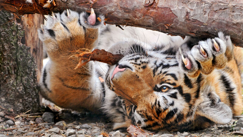 Tiger Cub Playing — Orange